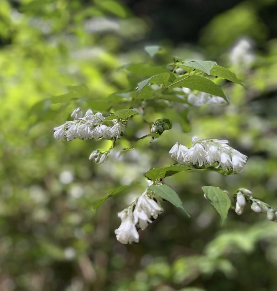 六甲山に咲いている花