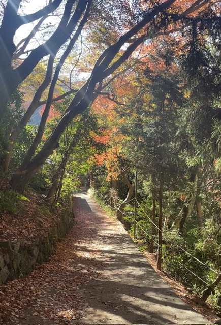 秋の六甲山【紅葉】