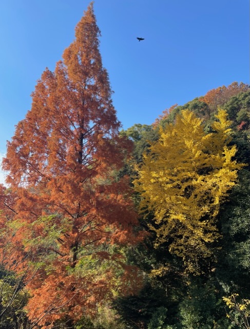 秋の六甲山【紅葉】