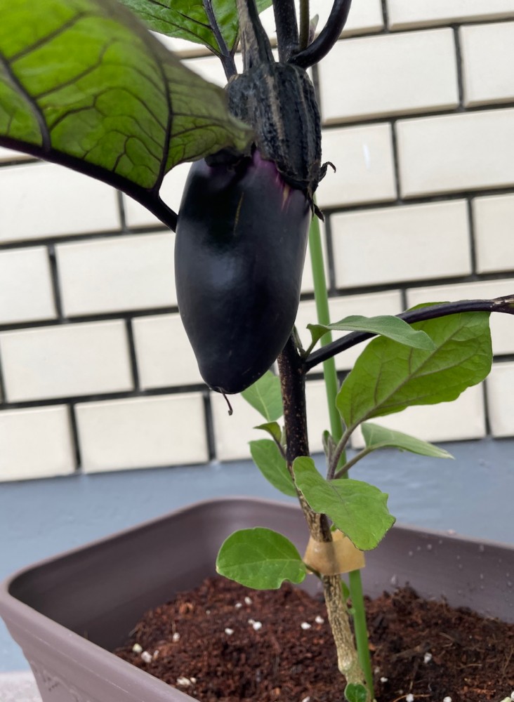 新しいチャレンジ【家庭菜園】