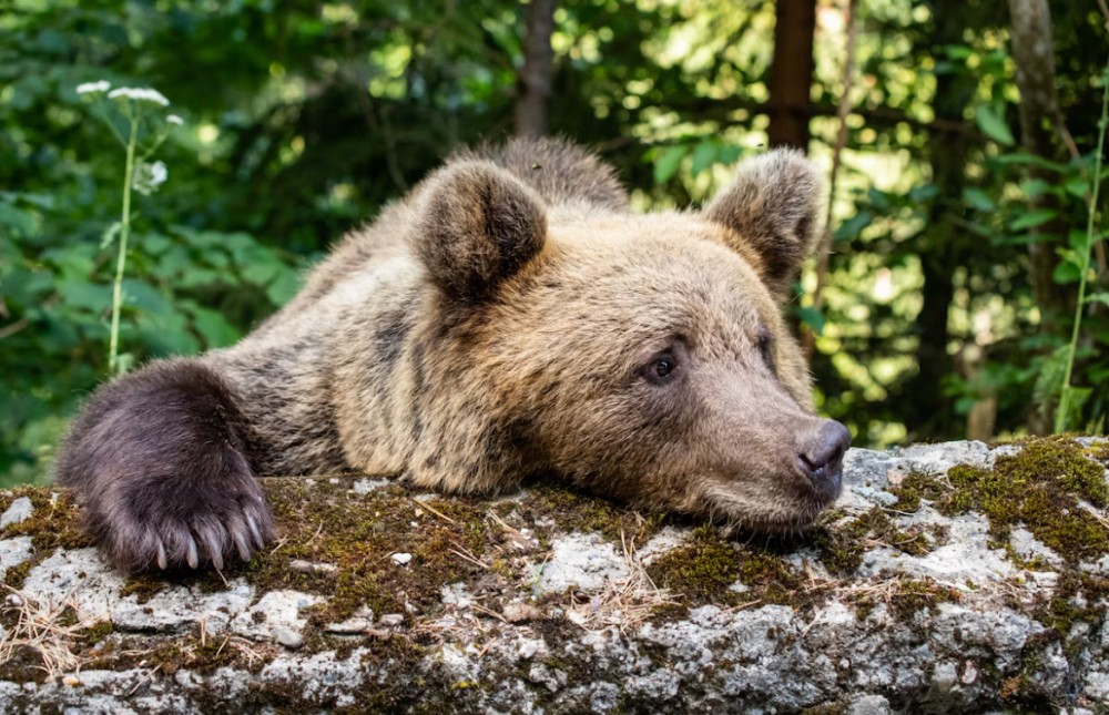 「クマ」と「死んだふり」の話題