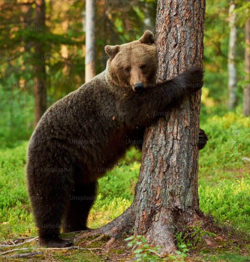 「クマ」と「死んだふり」の話題