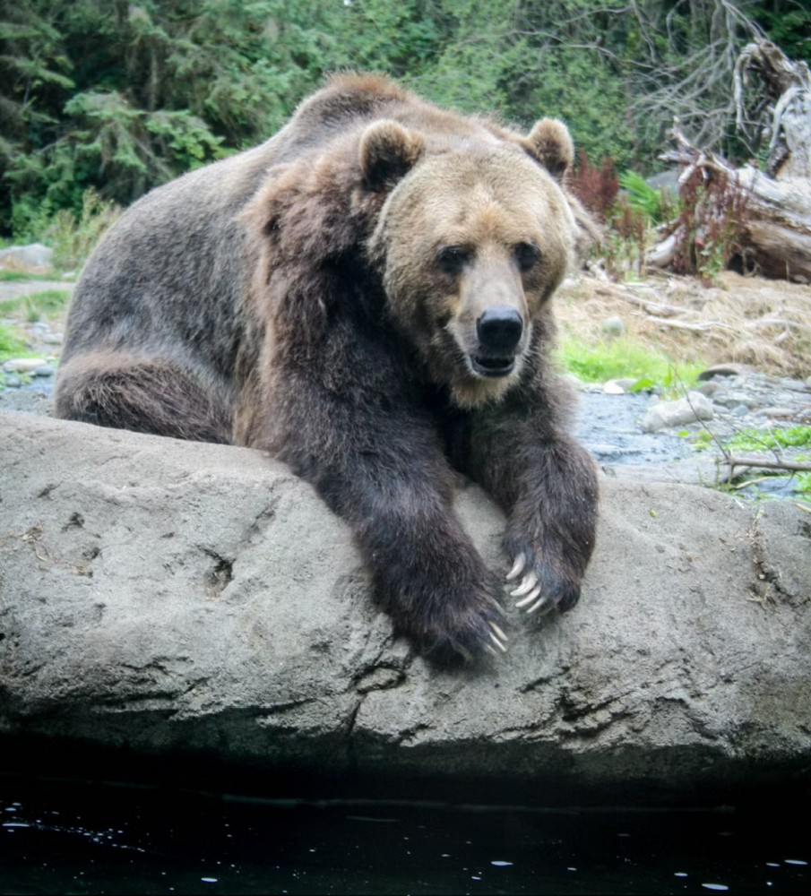 「クマ」と「死んだふり」の話題