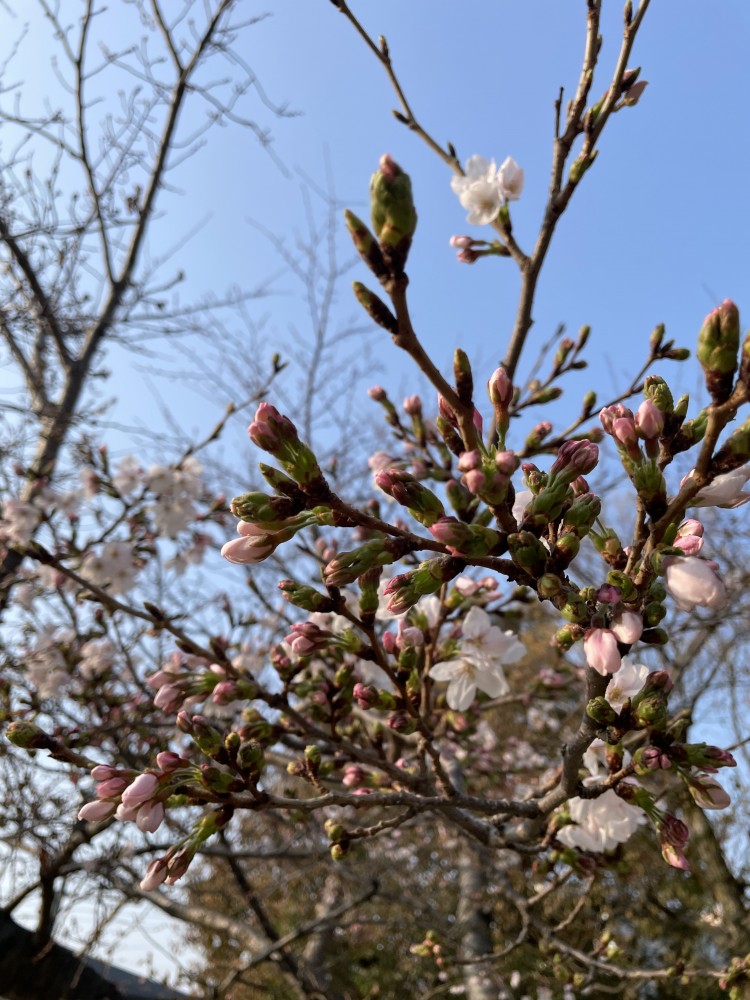 【仏教の歴史】各時代における仏教の役割