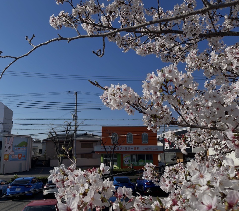 桜