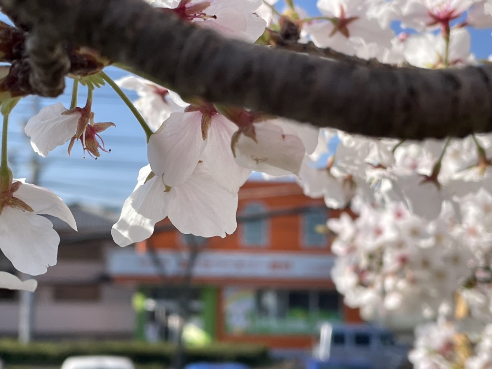 桜